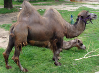 bactrian camel